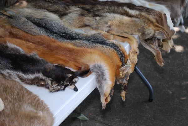 Jonval Leathers and Furs Discusses More Types of Fox Fur
